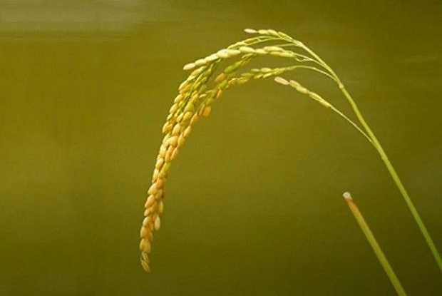 inilah-keutamaan-dari-pribadi-yang-rendah-hati-kui